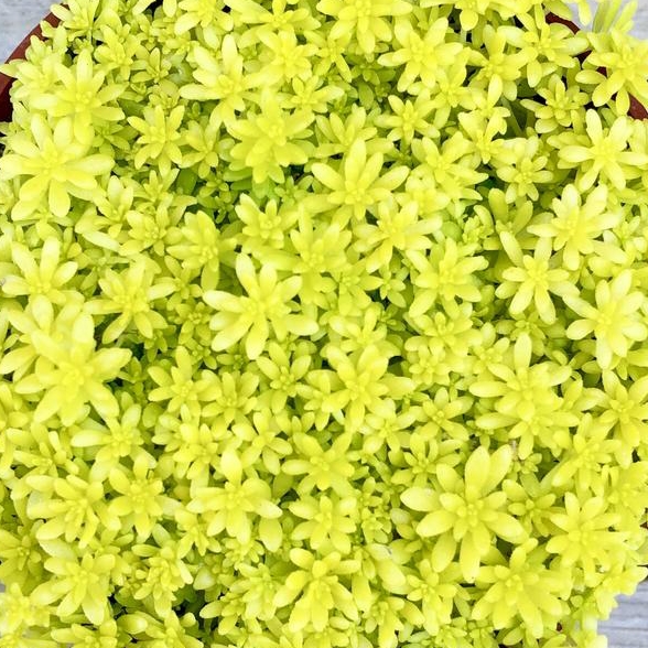 Plant image Sedum japonicum 'Tokyo Sun'