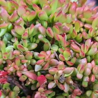 Plant image Crassula Radicans