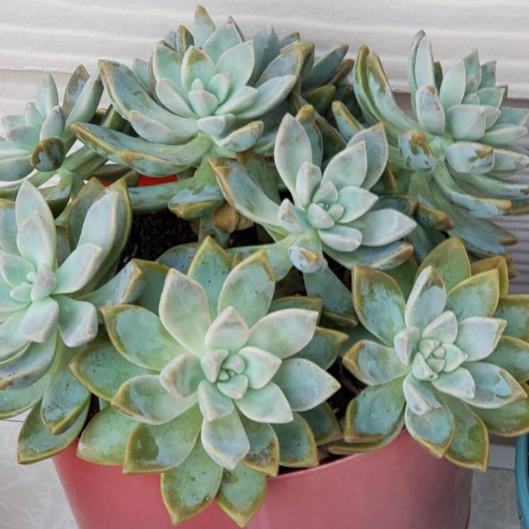 Plant image x Graptosedum Ghosty