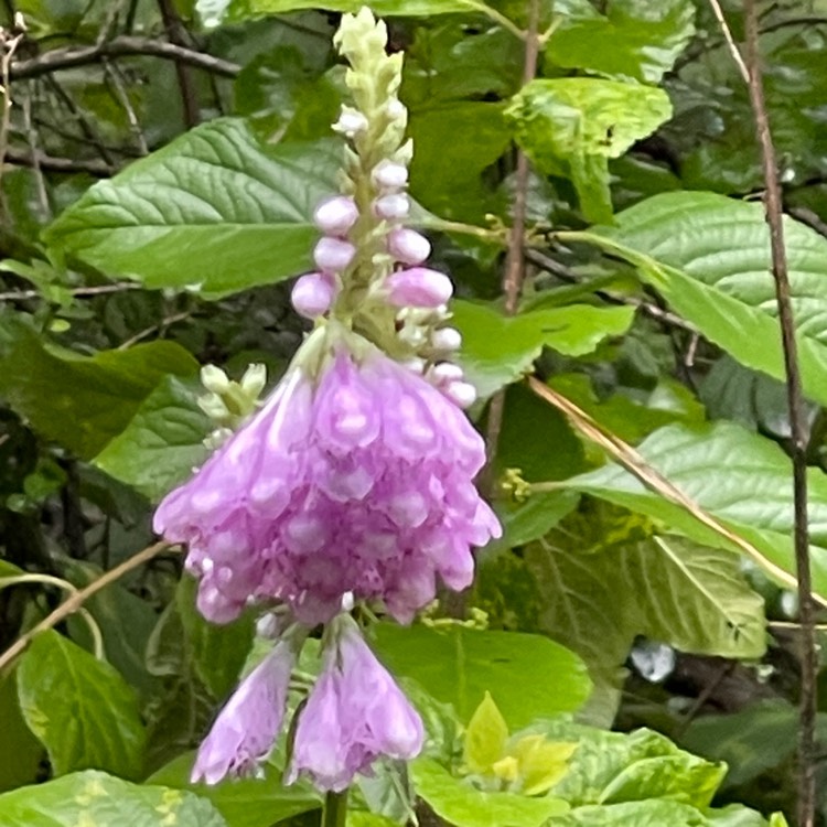 Plant image Physostegia virginiana 'Bouquet Rose'