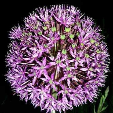 Allium 'Purple Sensation'