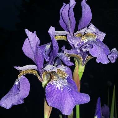 Iris Sisyrinchium