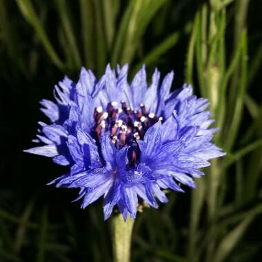 Cornflower 'Blue Boy'