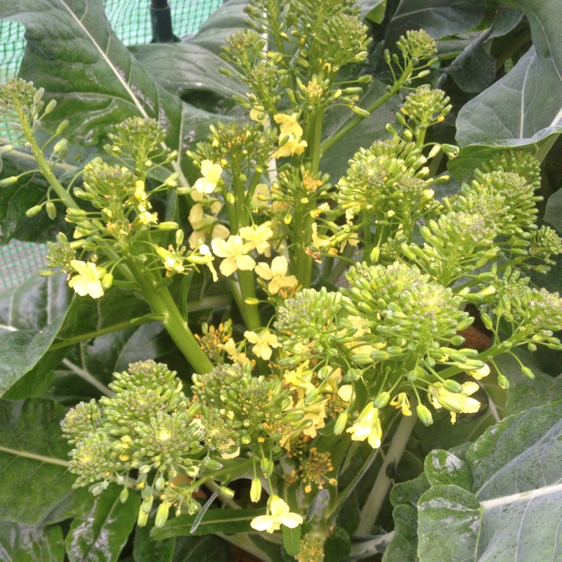 Cauliflower 'Romanesco'