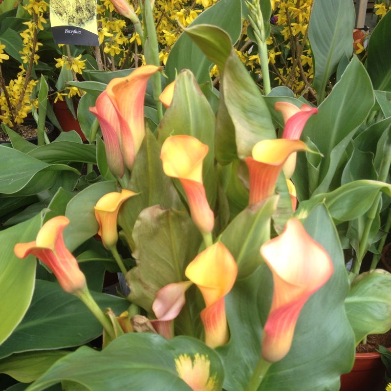 Calla Lily