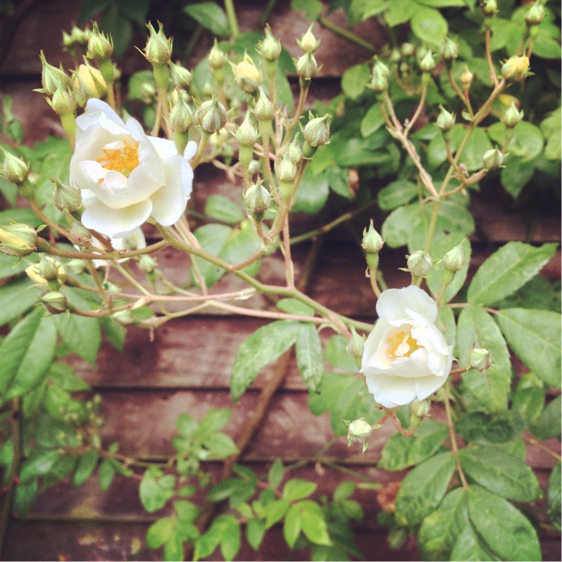 Rosa 'Rambling Rector'