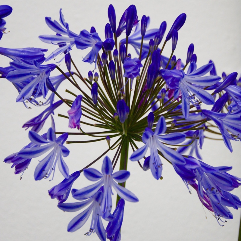 Agapanthus