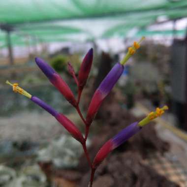 Airplant (Species) Tillandsia fuchsii f. gracilis