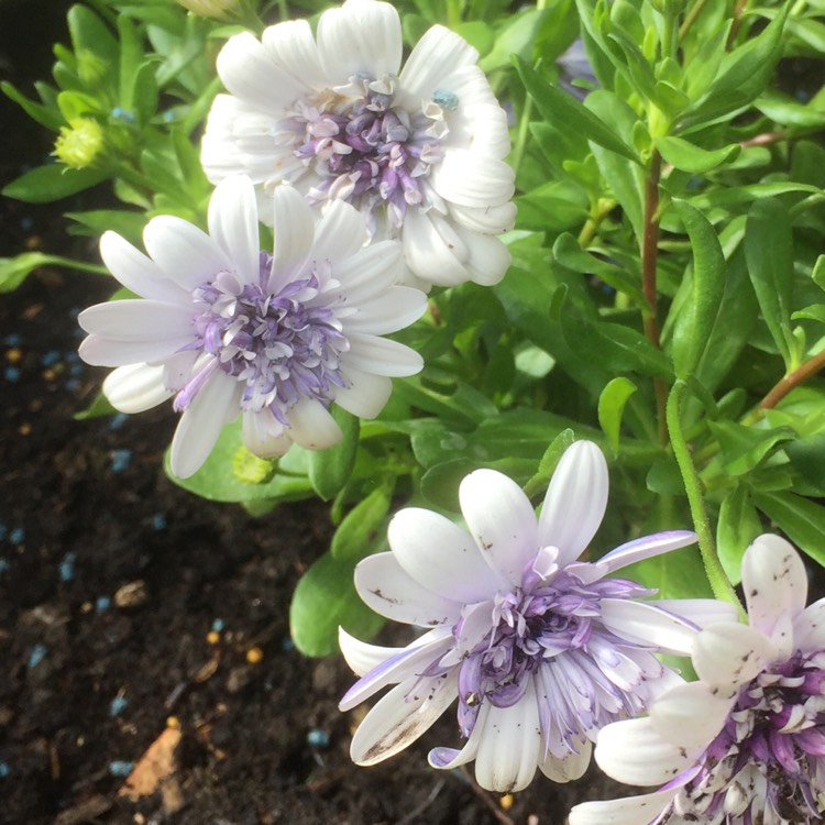 Plant image Osteospermum '3D 'Silver'