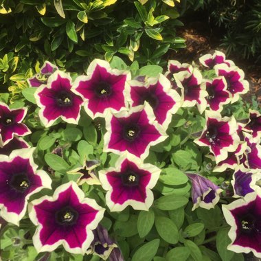 Petunia 'Rim Magenta'