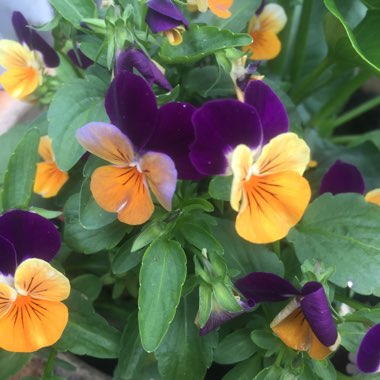 Viola 'Orange Duet'