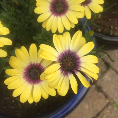 African Daisy 'Serenity Blue Eyed Beauty'