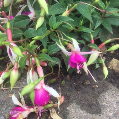 Fuchsia (Half-Hardy)