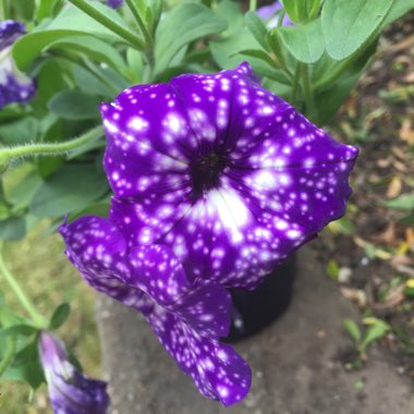 Petunia 'Night Sky'