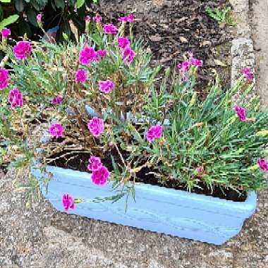 Dianthus barbatus