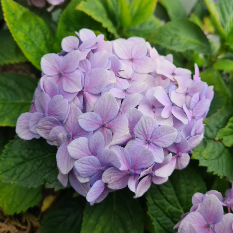 Plant image Hydrangea Macrophylla 'Monmar'