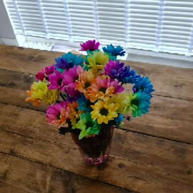 Chrysanthemum carinatum 'Rainbow Mix'