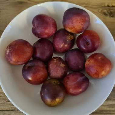 Prunus domestica 'Victoria'