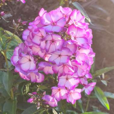 Phlox paniculata 'Sweet Summer™ Festival'