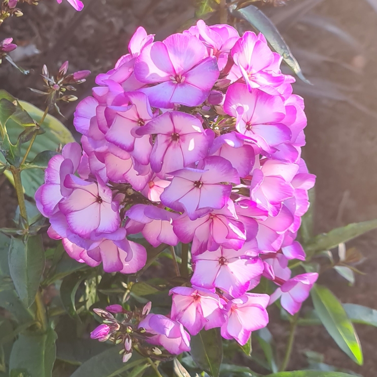 Plant image Phlox paniculata 'Sweet Summer™ Festival'