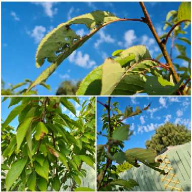 Prunus 'Kanzan'