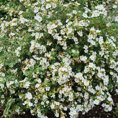 Potentilla fruticosa