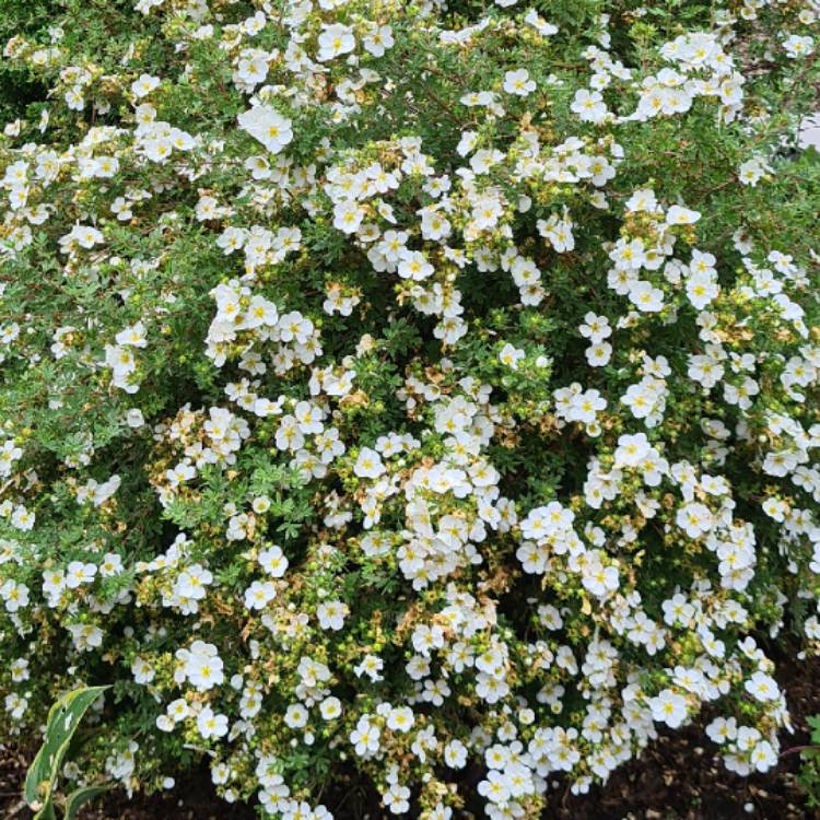 Plant image Potentilla fruticosa