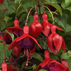 Plant image Fuchsia 'Whiteknight's Amethyst'