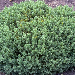 Shrubby Veronica