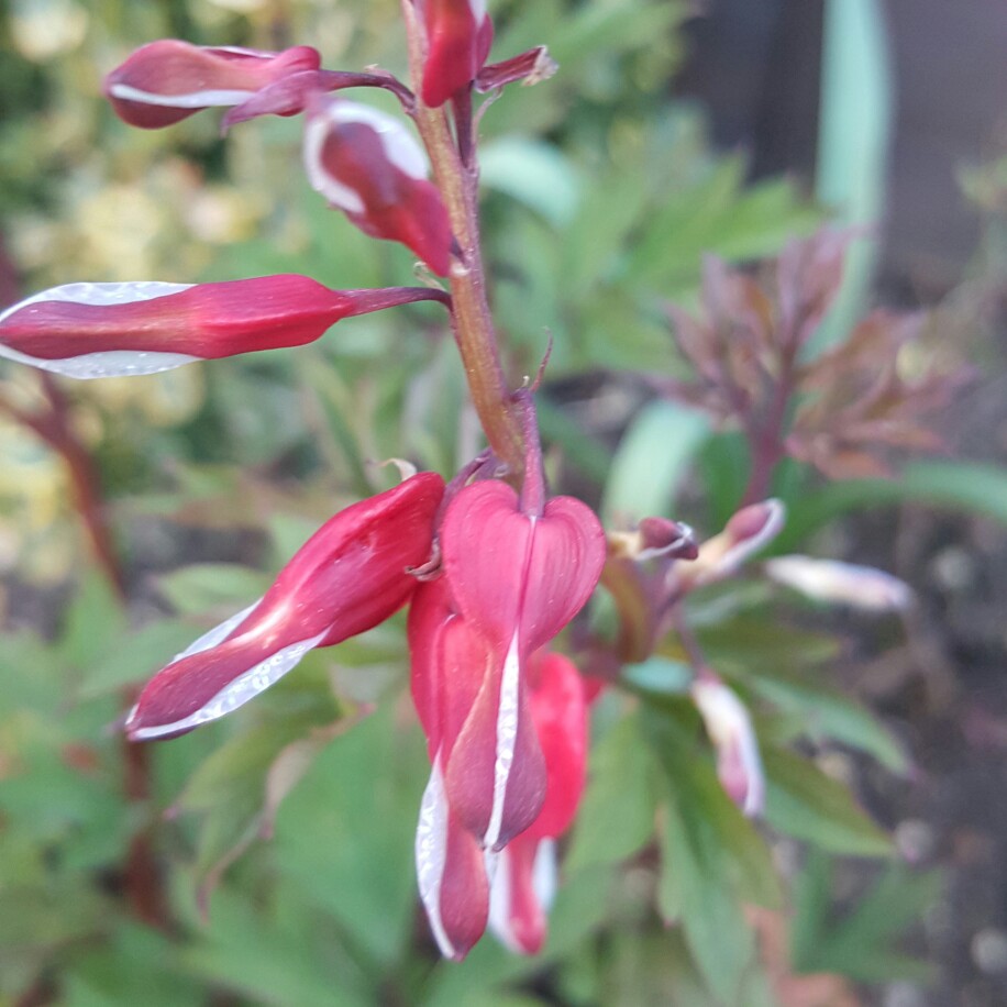 Bleeding Heart 'Valentine'