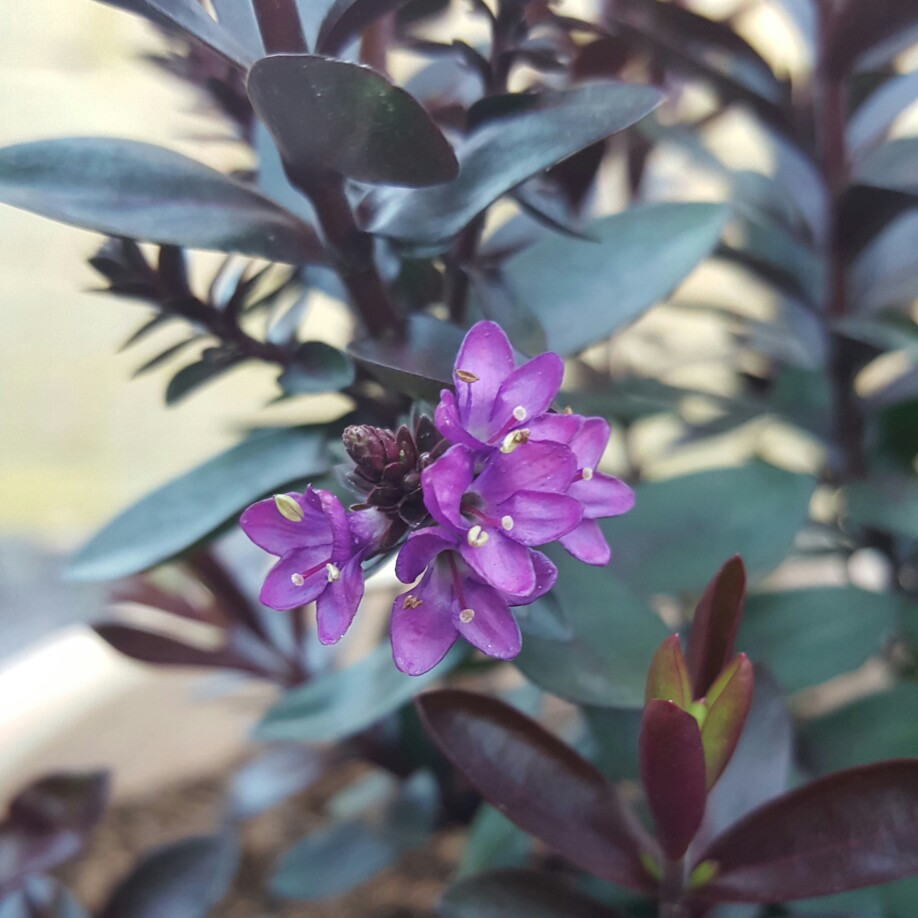 Shrubby Veronica 'Claret Crush'