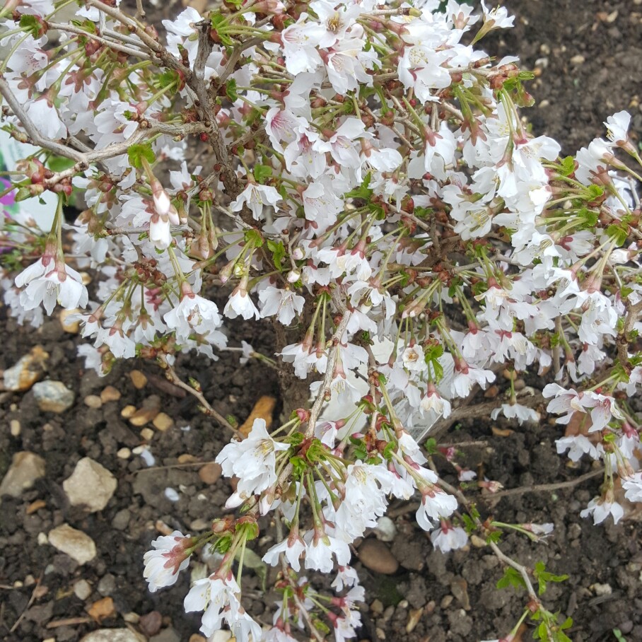 Flowering Cherry 'Kojo-no-mai'