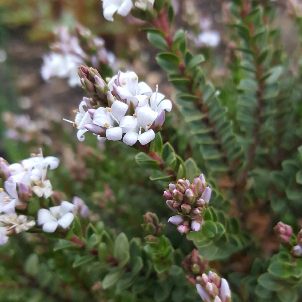 Shrubby Veronica  'Baby Marie'