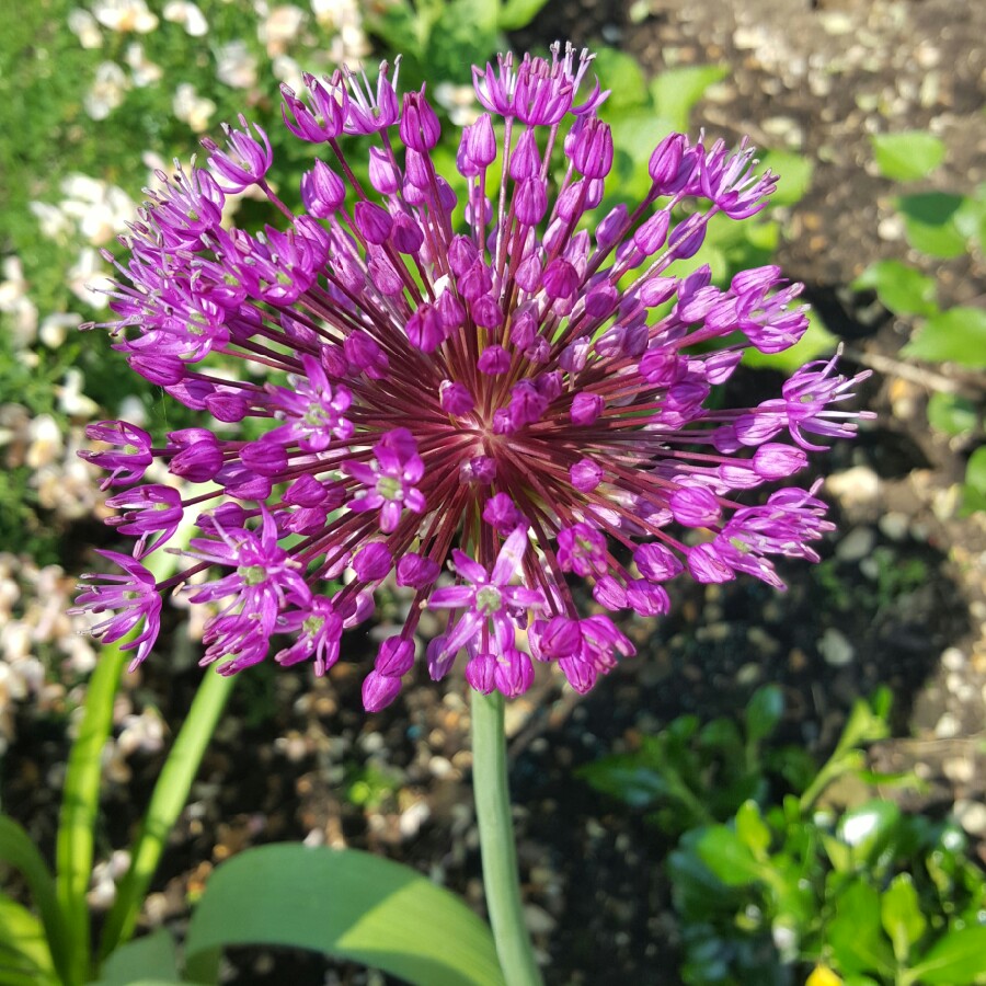 Allium