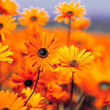 Gerbera Garvinea 'Sweet Glow'