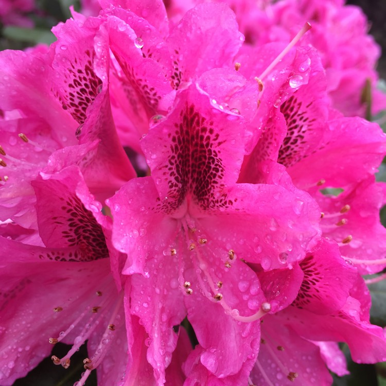 Plant image Rhododendron 'Cosmopolitan'