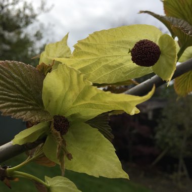 Davidia Involucrata