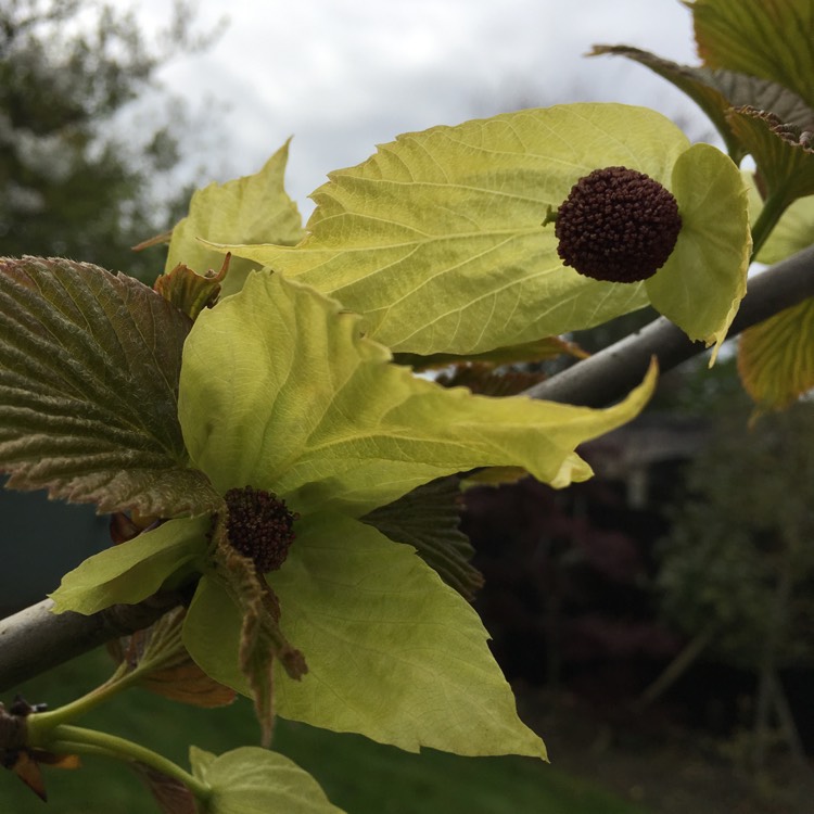 Plant image Davidia Involucrata