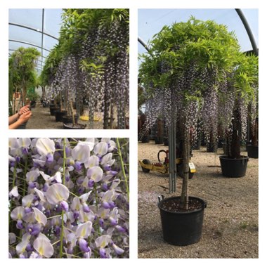 Wisteria sinensis