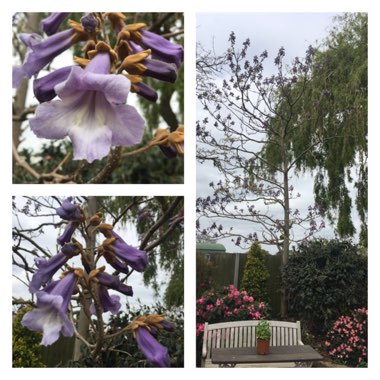 Paulownia tormentosa