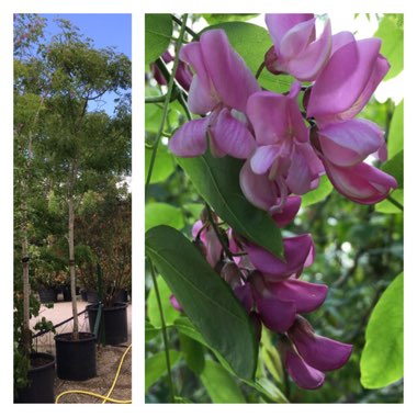 Robinia pseudoacacia 'Lace Lady'