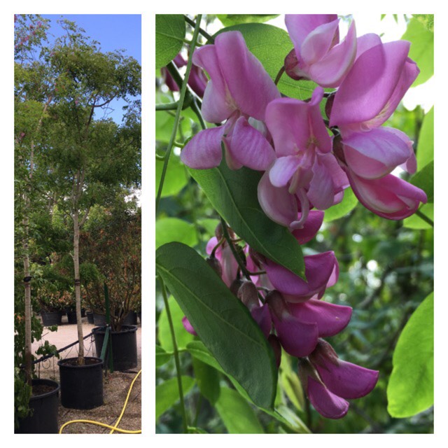 Plant image Robinia pseudoacacia 'Lace Lady'