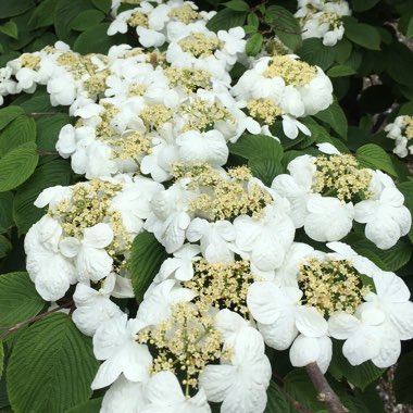 Viburnum plicatum f. tomentosum 'Mariesii' syn. Viburnum mariesii