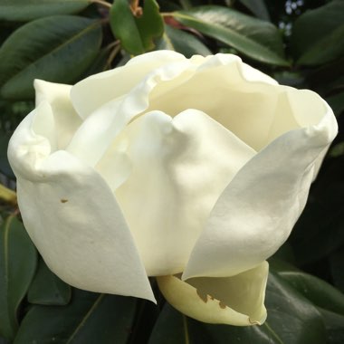 Magnolia grandiflora 'Little Gem'