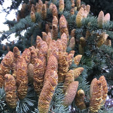 Cedrus atlantica glauca