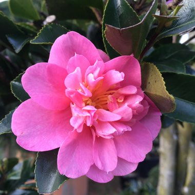 Camellia sasanqua 'Paradise Pearl'