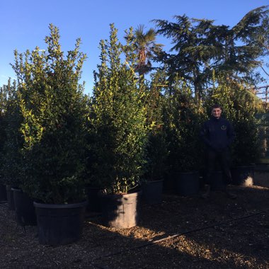 Ilex x meserveae 'Blue Princess'