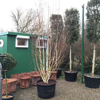 Betula utilis 'Jacquemontii'