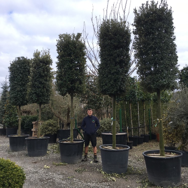 Plant image Quercus ilex