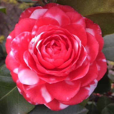 Camellia